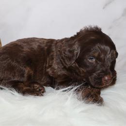 Gobstopper - Phantom male Bernedoodle puppy in Ohio from Moore Doodles