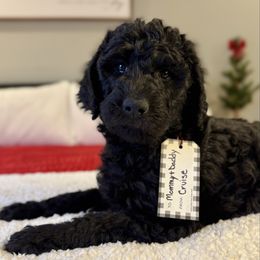 Pugsley Adams - Black male Labradoodle puppy in Adams, Nebraska from Boxcar Doodles and Poodles