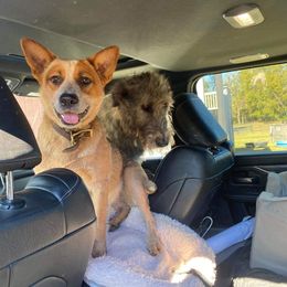 Australian Cattle Dog All Grown Up from Glory Ranch Australian Cattle Dogs