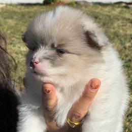 Pomeranians from Blaylock's Pomeranian Puppies