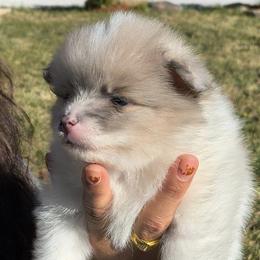 Pomeranians from Blaylock's Pomeranian Puppies
