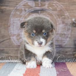 Aspen - Blue male Pembroke Welsh Corgi puppy in Bedford, Indiana from Sunny Acres Corgis