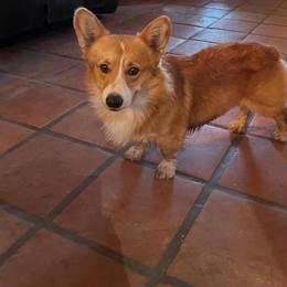 Teddy - Pembroke Welsh Corgi