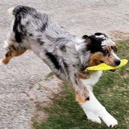 Australian Shepherds from North of Center’s Australian Shepherds