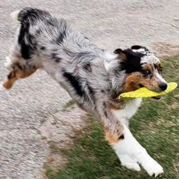 Australian Shepherds from North of Center’s Australian Shepherds