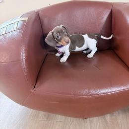 Purple Sweet Potato Pie - Piebald female Dachshund puppy in Bremen, Georgia from Jones Royal Kennels / Jones Miniature Dachshunds