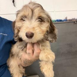 Boo - Dapple female Dachshund puppy in Cutler Bay, Florida from Dadecounty’s Dachshunds