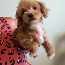 Sir Max - Apricot male Maltipoo puppy in Southern,, California from Maltipoo Tiny Pups & More