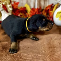 Havana - Black and rust female Doberman Pinscher puppy in Aredale, Iowa from Royal Dynasty Dobermann Kennel