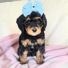 Kirby - Phantom female Bernedoodle puppy in Glenford, Ohio from Mi-De Doodles