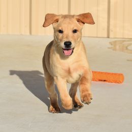 Smalls - Yellow male Labrador Retriever puppy in Gober, Texas from Trigger Time Kennels