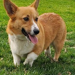 Cardigan Welsh Corgis and Pembroke Welsh Corgis from All Star Corgis