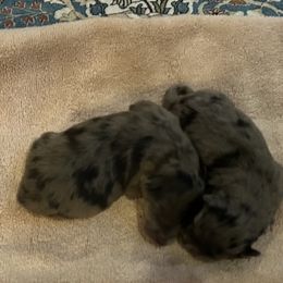 Aquitaine de La Rive - Blue merle male Pyrenean Shepherd puppy in Ripley, Ohio from La Rive Pyr Sheps LLC