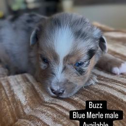Buzz - Blue merle male Miniature Australian Shepherd puppy in Cave Creek, Arizona from Arizona Aussies