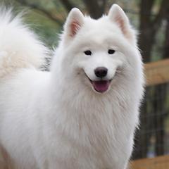 Mango - Samoyed