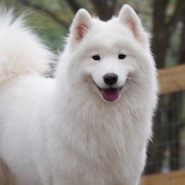 Mango - Samoyed