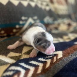 Toby - Blue merle male Miniature Australian Shepherd puppy in Bethany, Illinois from Rachel at Marrowbone Creek Aussies