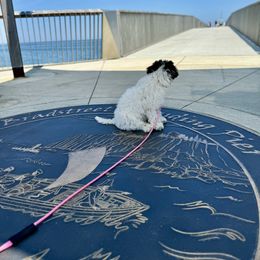 Australian Labradoodle All Grown Up from Heritage Manor Labradoodles (HML)