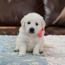 Miss Peach - Light golden female Golden Retriever puppy in Bedford, Indiana from Indiana Goldens