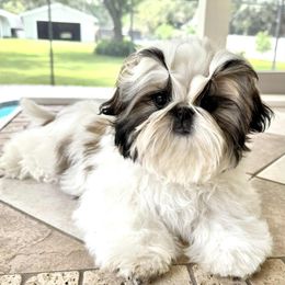 Puppy - Gold and white female Shih Tzu puppy in Clermont, Florida from Tian Mi Shih Tzu