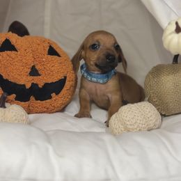 Basil - Red male Dachshund puppy in Phoenix, Arizona from Lengthydog.co