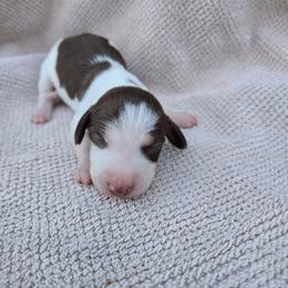 Kinder - Chocolate and tan male Dachshund puppy in Great Falls, Montana from Green Dragon Kennel