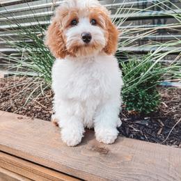 Hancock (Silver Collar) - Parti male Goldendoodle puppy in Beaverton, Oregon from Henry Elliots