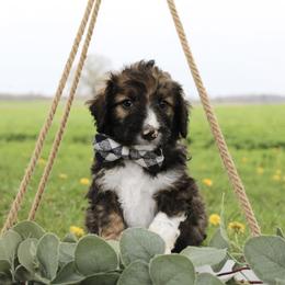 Titan - White and black male Bordoodle puppy in Ashland, Ohio from Cherry Blossom Doodles