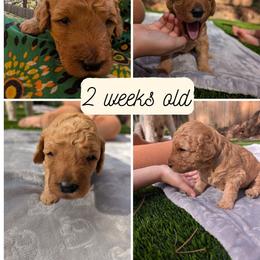 Cookie Dough - Cream female Goldendoodle puppy in Flagstaff, Arizona from Pat's Poodle Pups & Moore
