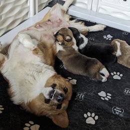 American Corgis and Pembroke Welsh Corgis from Whisper Lane Corgis