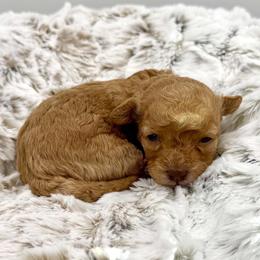 Pumpkin Spice - Red female Cavapoo puppy in Van Alstyne, Texas from Home Grown Puppies