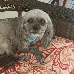 Shih Tzu All Grown Up from ShihTzuCt