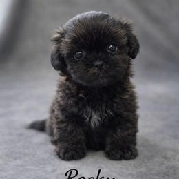 Rocky - Chocolate and tan male Shih Tzu puppy in Ronda, North Carolina from Willow River