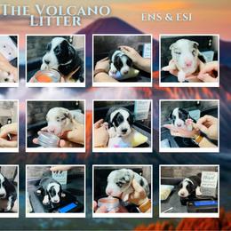 Border Collie and Maremma Sheepdog Puppies from 2J 2K Border Collies & Maremma Sheepdogs