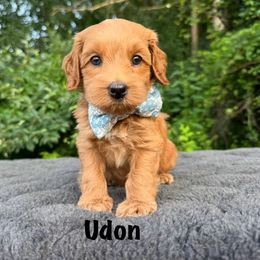 Udon - Apricot male Australian Labradoodle puppy in Rochester, Michigan from Monarch Labradoodles