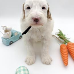 Raven - Parti male Goldendoodle puppy in Sunman, Indiana from Brunsman Country Doodles LLC