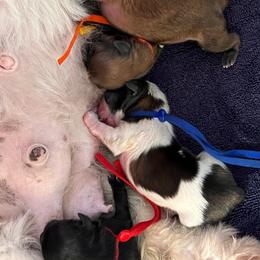 Bubble - Liver female Shih Tzu puppy in Bloomfield, Indiana from Meihem Pups