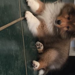Shetland Sheepdog Puppies from BellaRose Shelties