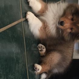 Shetland Sheepdog Puppies from BellaRose Shelties