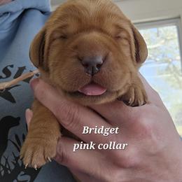 Bridget - Yellow female Labrador Retriever puppy in Sidney, Nebraska from Nebraska Strong Labradors