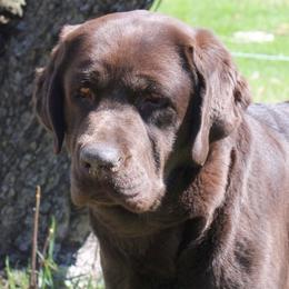 Bailey - Labrador Retriever