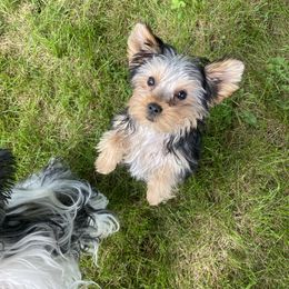 Gabby - Black and tan female Yorkshire Terrier puppy in Albany, Minnesota from Sandy's Yorkshire Terriers