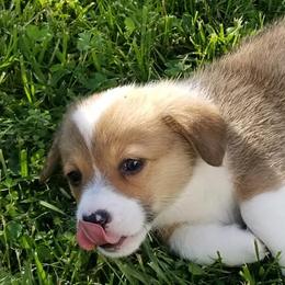 Pembroke Welsh Corgis from Joyce's Pembroke Welsh Corgis