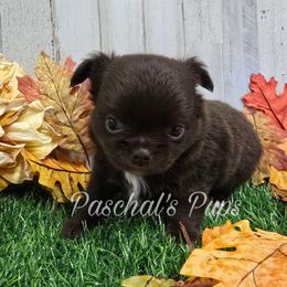 Maple - Chocolate and white male Chihuahua puppy in Bowdon, Georgia from Paschal's Pups