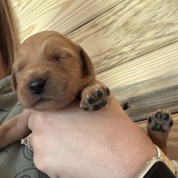 Golden Retriever Puppies from Apple Country Retrievers