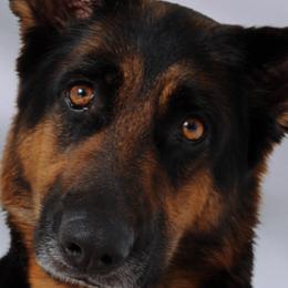 Blu - German Shepherd