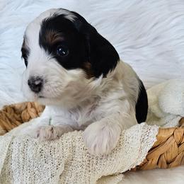 Lucky - Black and white male Bernedoodle puppy in Decatur, Georgia from So Adoodable
