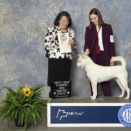 Kishu Ken All Grown Up from Ourou Sou