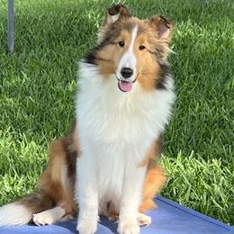 Shetland Sheepdog puppies from Enclave