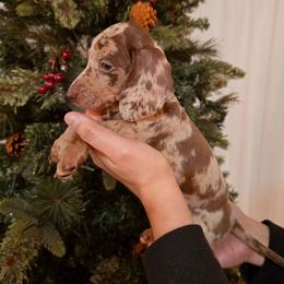 Chocolate dapple - Dapple male Dachshund puppy in Hesperia, California from VOM HAUSE Imperial